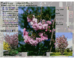 Image105.GIF